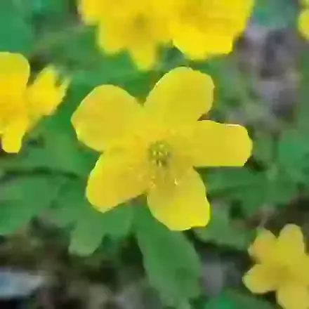 Ranunculoides